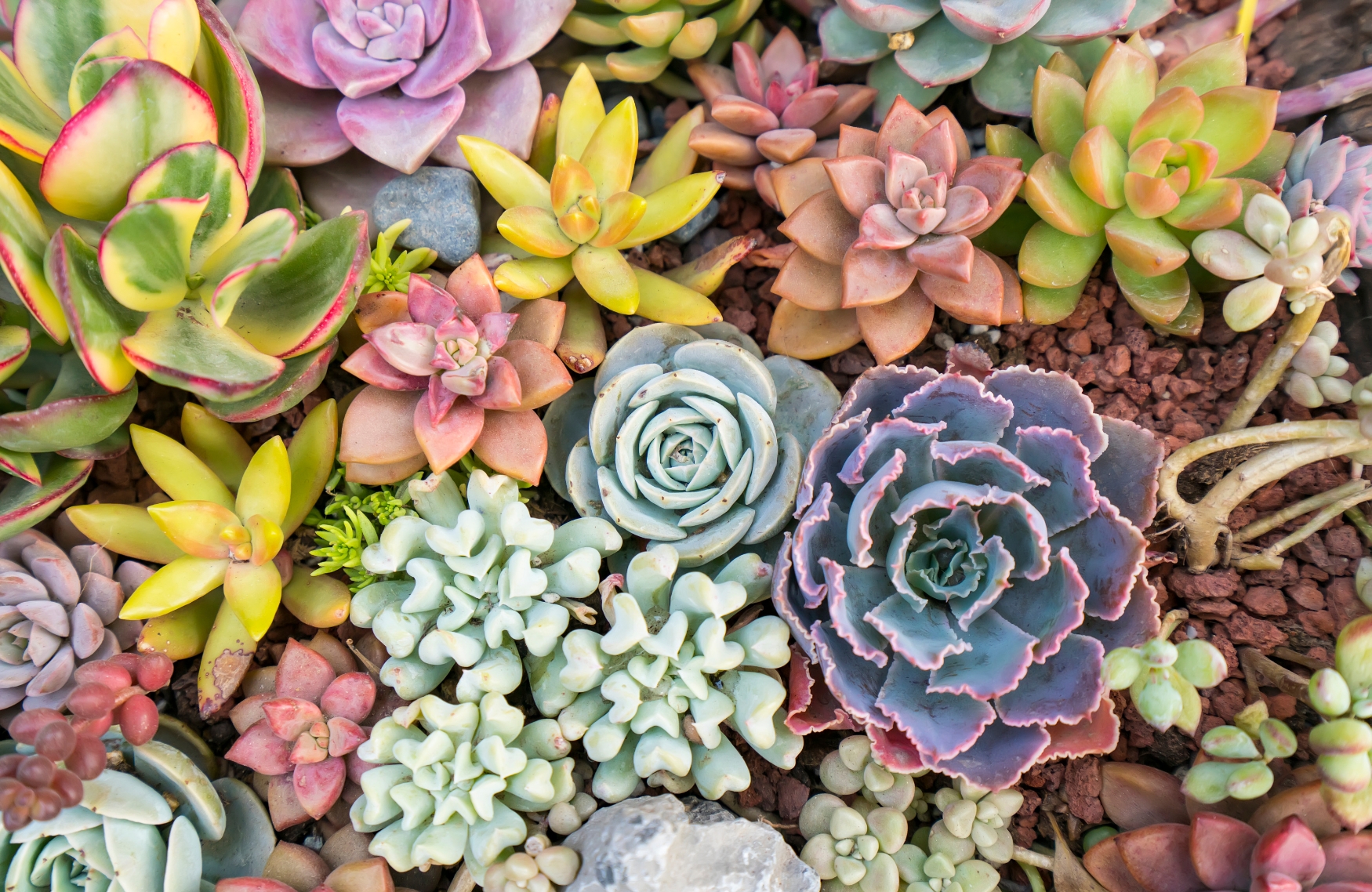 Succulents
