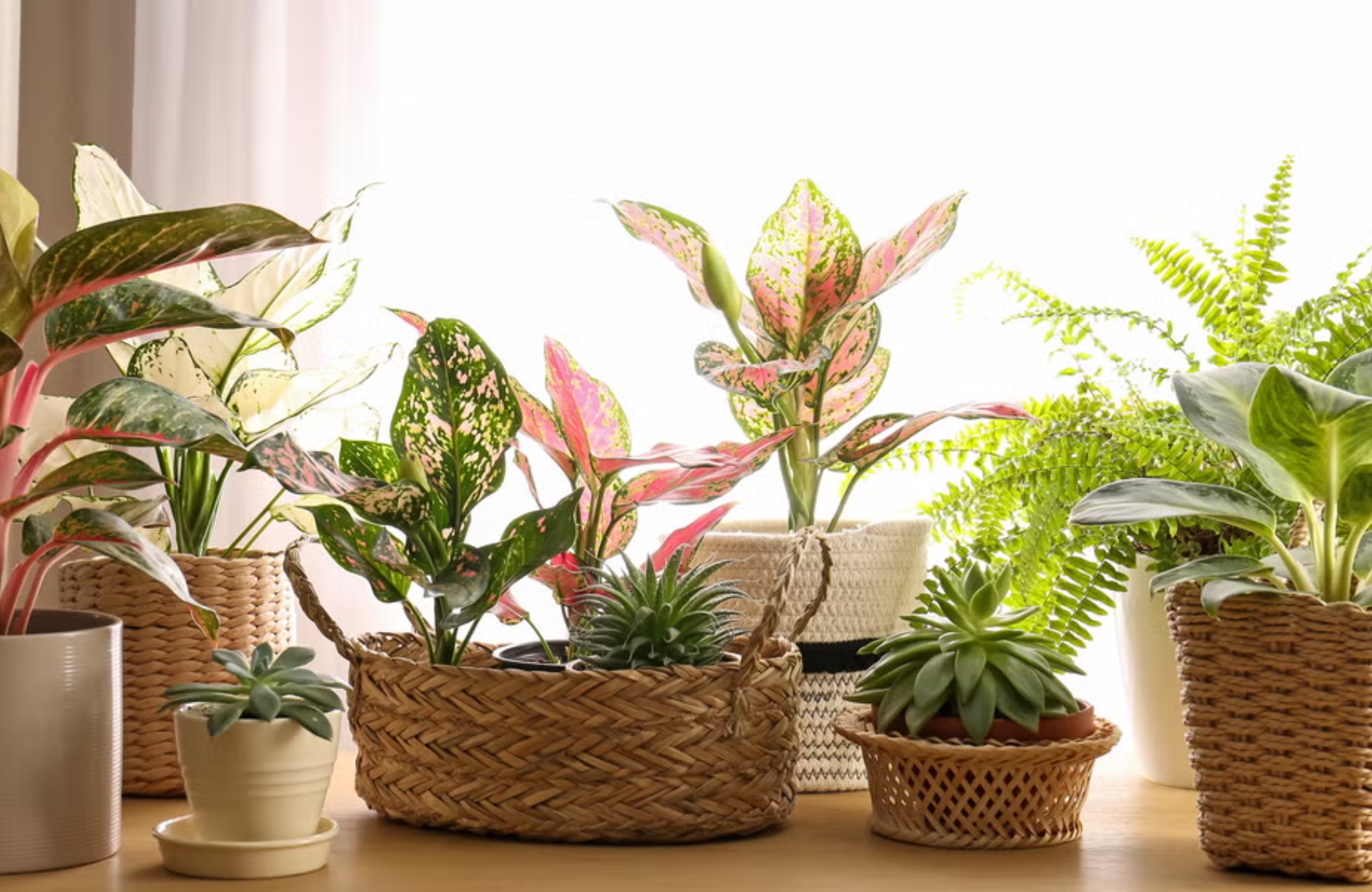 Indoor Plants