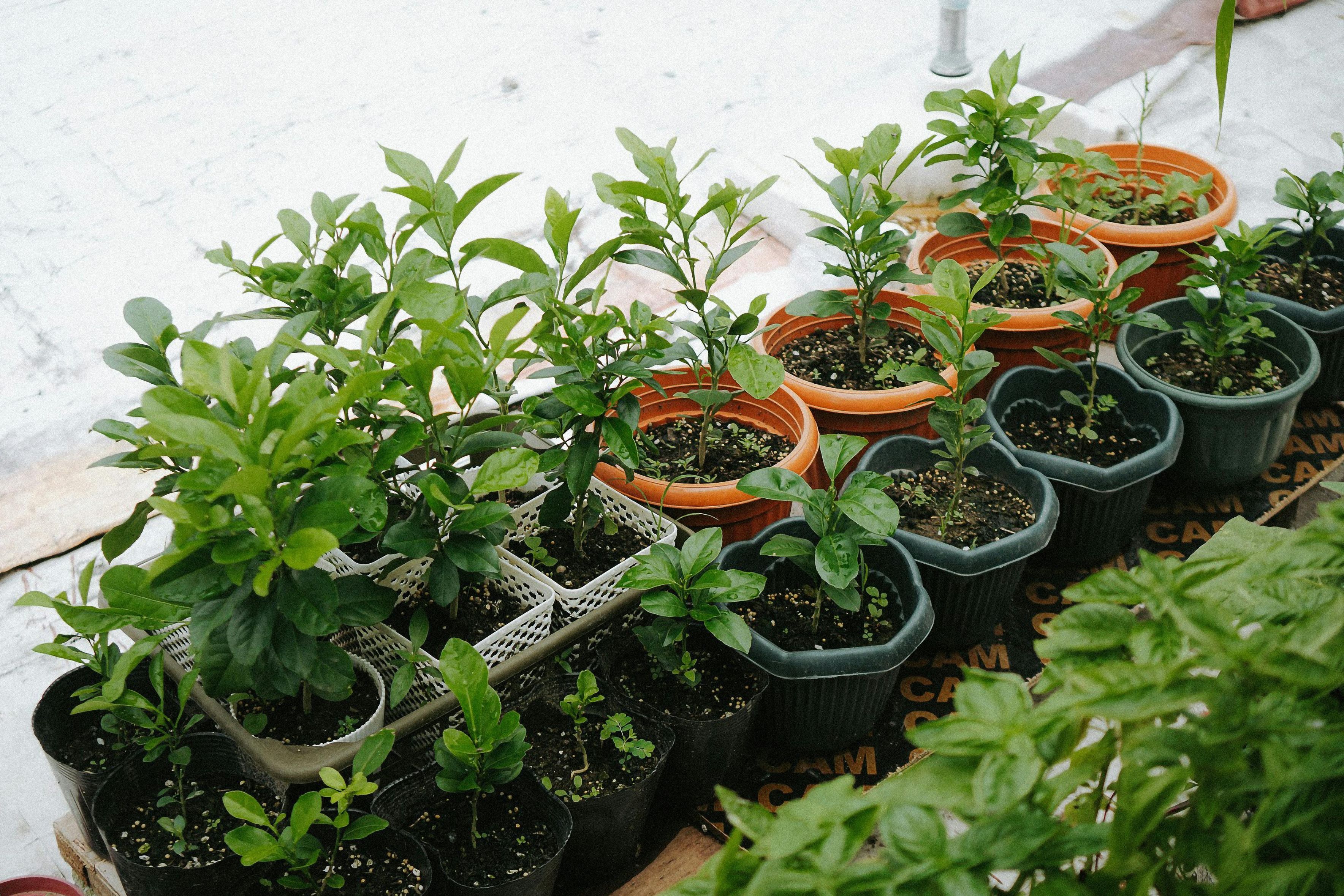 Plants